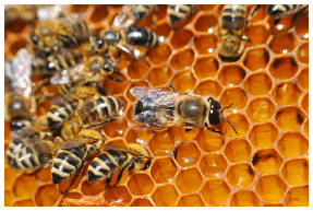 Why Are Honeybees Unique?