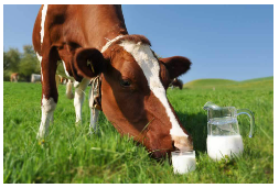 5 Milk Facts You May Not Know!