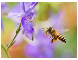 How Much Do Honeybees Fly?