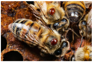 How Varroa Mites Are Affecting The Honey Bees: