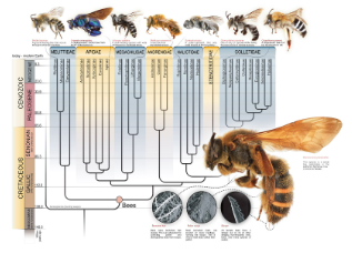 Evolution of the Honeybee
