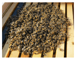What Were the Bees Up To This Winter?