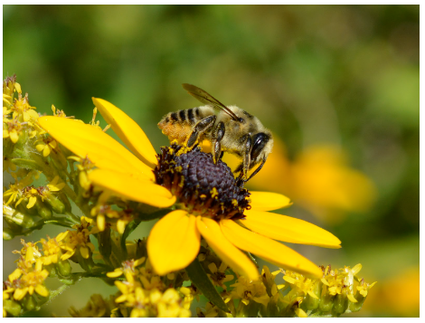 What Flowers Attract Honeybees the Most?