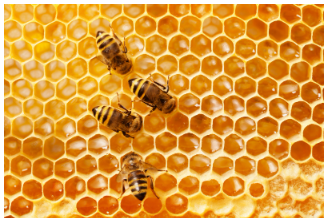 Honey: What It Is and How It's Made