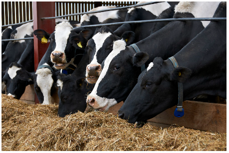 What Does a Dairy Cow's Diet Look Like?