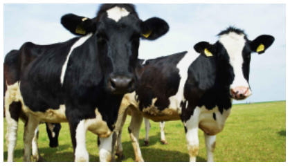 Do Male Cows Produce Milk?
