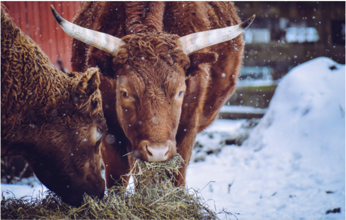 How Are Cows Kept Healthy In The Winter?