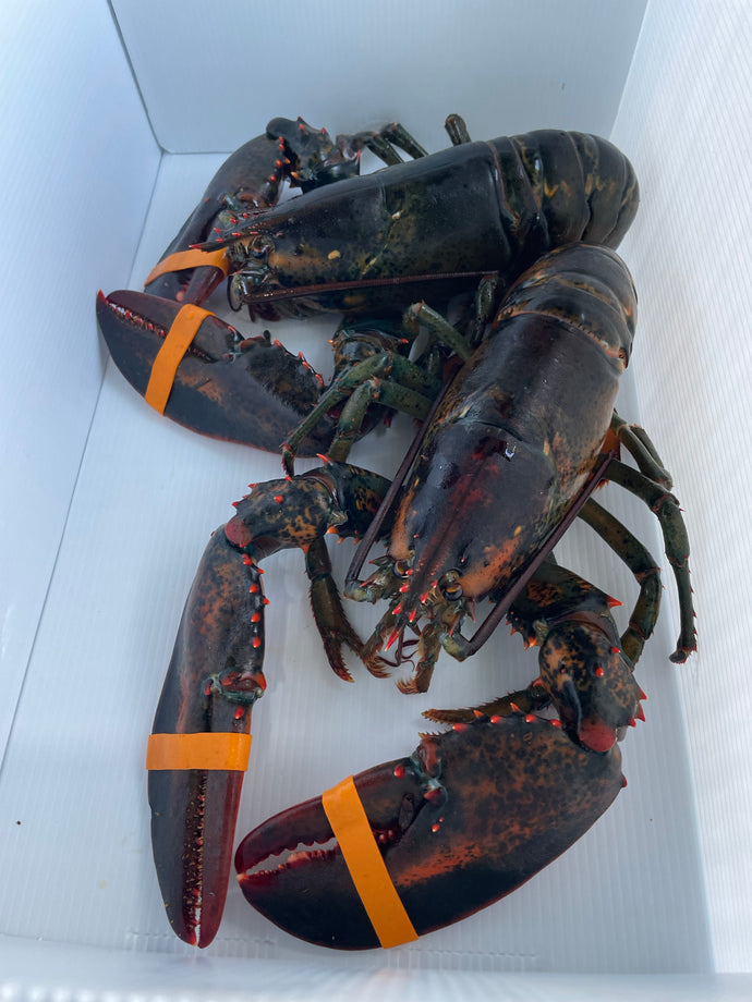 Lobster FIRM SHELL CANADA (Seasonal) 10lb (1.25-1.5lbs each)